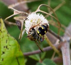 Xanthocampsomeris fulvohirta