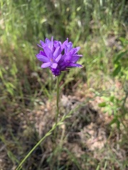 Dichelostemma congestum