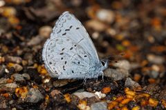 Celastrina echo echo