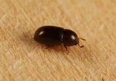 Cis castaneus