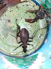 Carabus creutzeri