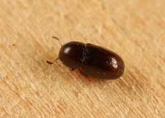 Cis castaneus