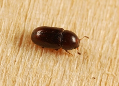 Cis castaneus