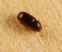 Cis castaneus
