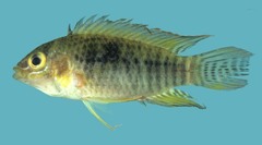 Steindachner's Dwarf Cichlid photo 1