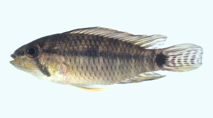 Apisto steindachneri