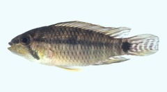 Steindachner's Dwarf Cichlid photo 2