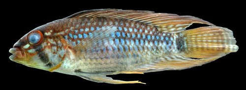 Steindachner's Apisto
