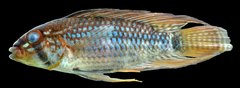 Steindachner's Dwarf Cichlid photo 3