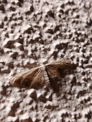 Idaea longaria