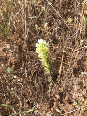 Castilleja lineariloba