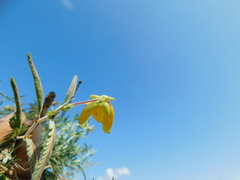 Chamaecrista flexuosa