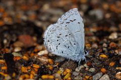 Celastrina echo echo