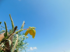 Chamaecrista flexuosa
