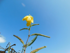Chamaecrista flexuosa