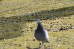Columba livia domestica