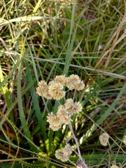 Achyrocline saturejoides