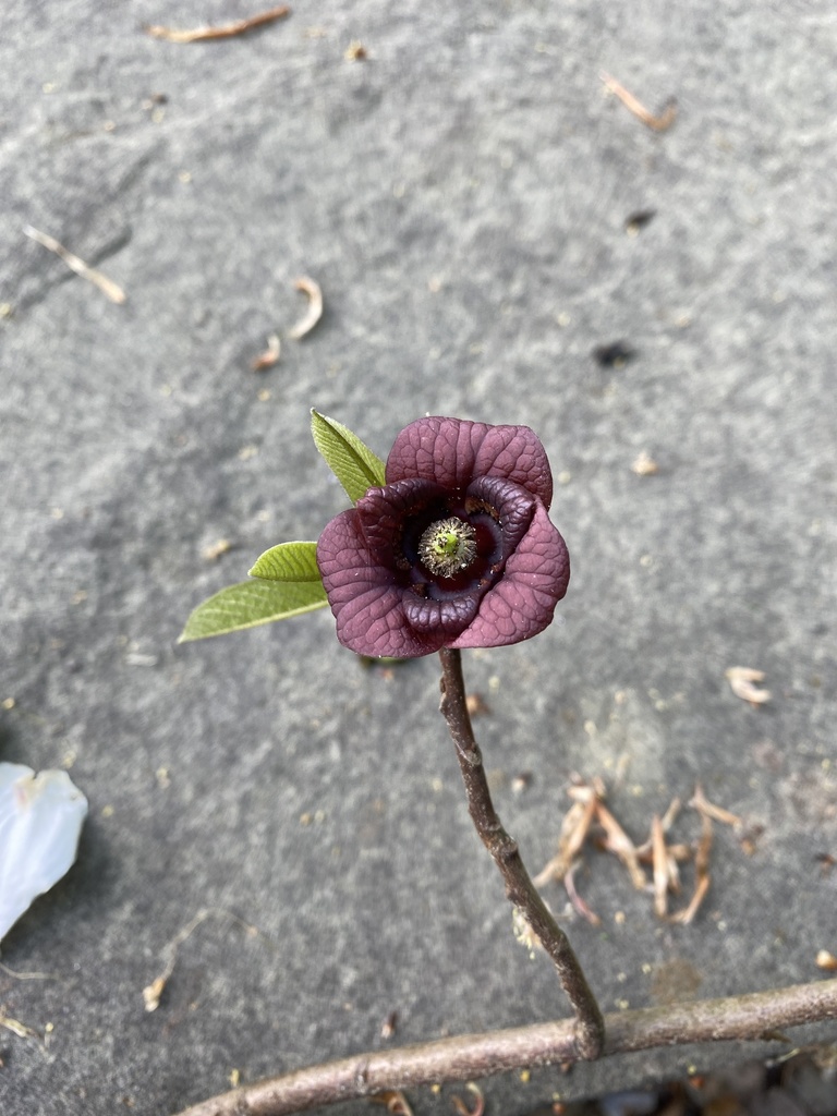 common pawpaw from Harbor Dr, Macon, NC, US on April 17, 2022 at 05:50 ...