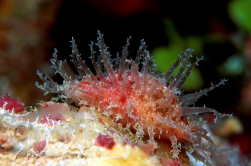 Kernel Cowry
