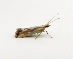 Plutella porrectella