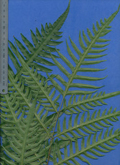 Pteris altissima
