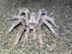 Pelinobius muticus