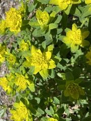 Euphorbia epithymoides