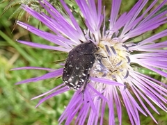 Oxythyrea funesta
