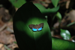 Pythonides proxenus