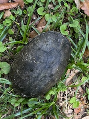 Kinosterninae