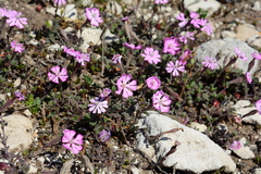Silene sericea