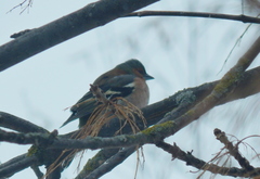 Fringilla coelebs