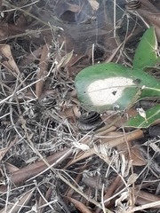 Agelena labyrinthica