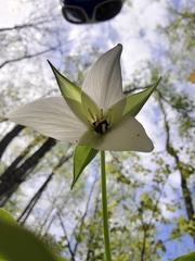 Trillium simile