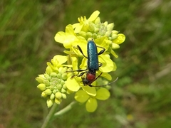 Cartallum ebulinum