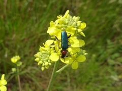 Cartallum ebulinum