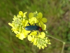 Cartallum ebulinum