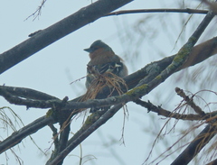 Fringilla coelebs