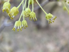 Acer grandidentatum