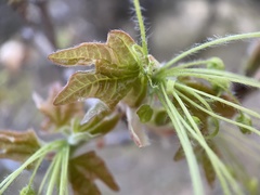 Acer grandidentatum
