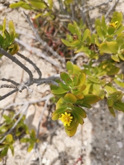 Borrichia arborescens