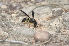 Ancistrocerus spinolae