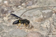 Ancistrocerus spinolae