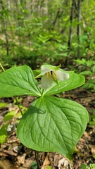Trillium simile