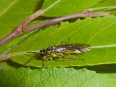 Tenthredo leleji