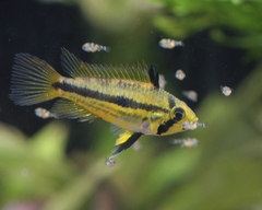 Cockatoo Cichlid photo 4