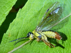 Tenthredo leleji