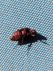 Epitragodes tomentosus