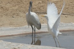 Bubulcus ibis