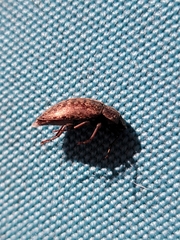 Epitragodes tomentosus